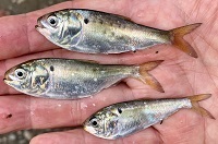 Atlantic menhaden