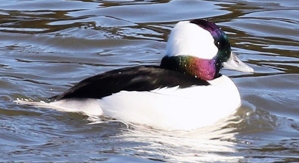 Bufflehead duck courtesy of Edward Mertz