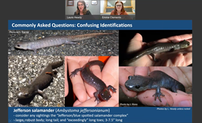 AM&RC virtual training screen shot with images of two instructors and mole salamanders