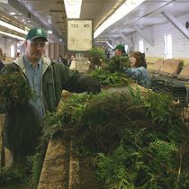 A man stands in a greenhouse surrounded by plants