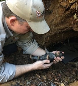 Bear biologist Adam Hammond examines a newborn bear cub near the den