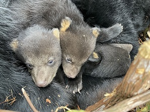 3 bear cubs with sharp claws born in January that are approximately 7 to 8 weeks old