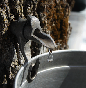 maple sap dripping from spile into bucket