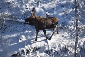 Moose walking in the snow