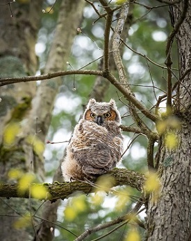 Juvenile great horned owl in tree