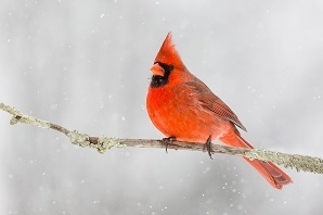 Northen cardinal on branch