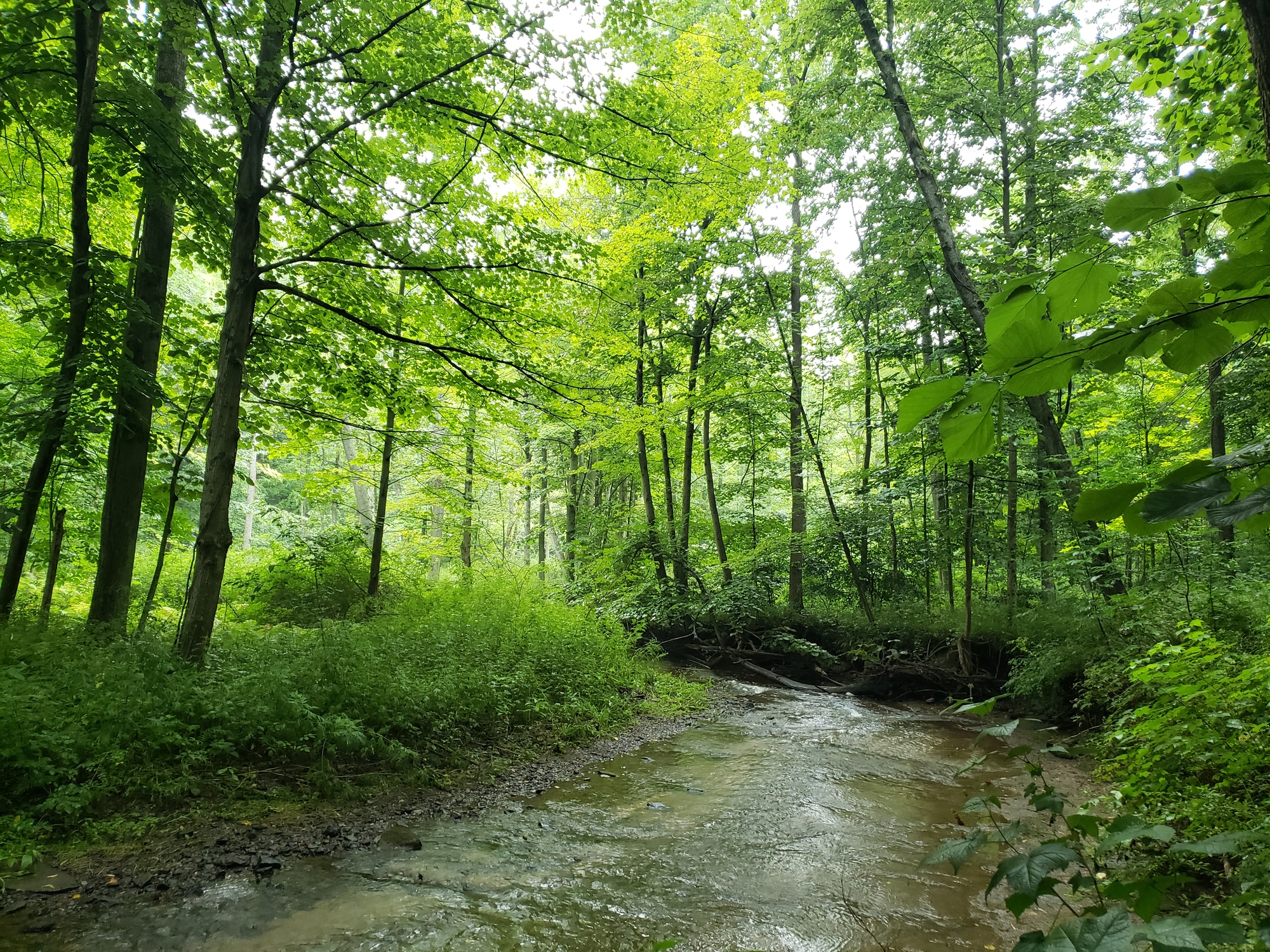 stream with trees and shrub buffer