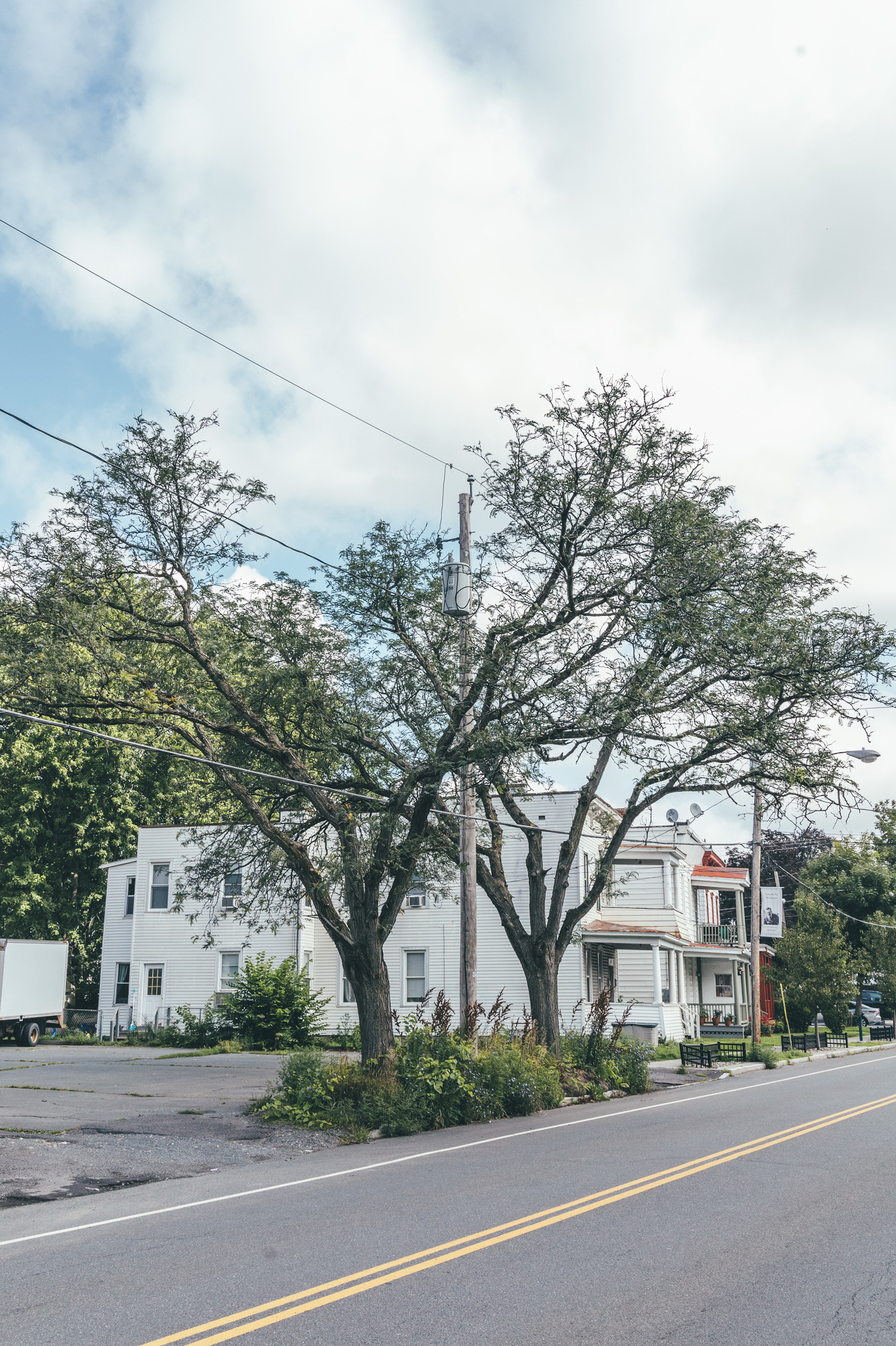 street trees under power lines