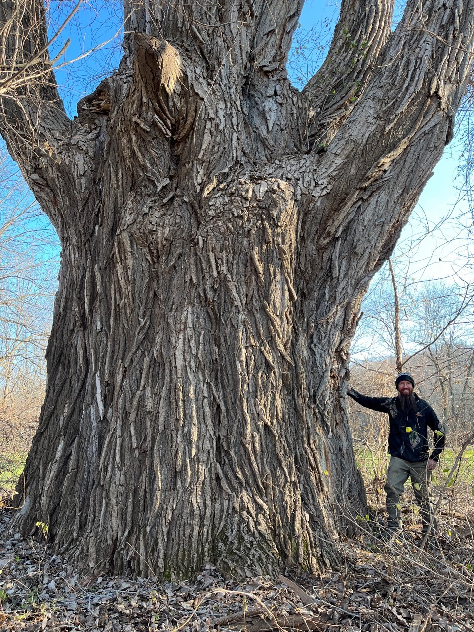 state champion cottonwood tree with man standing next to trunk