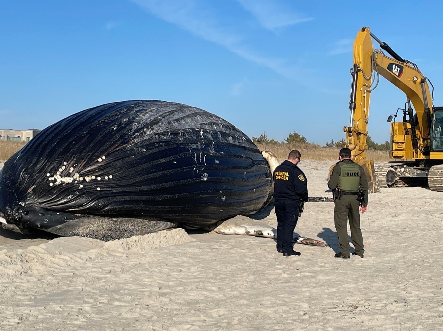 ECO Smith and NOAA federal agent assessing the 41-foot humpback whale
