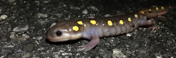 Amphibian Migrations - Early Rains, Early Migration? And News for