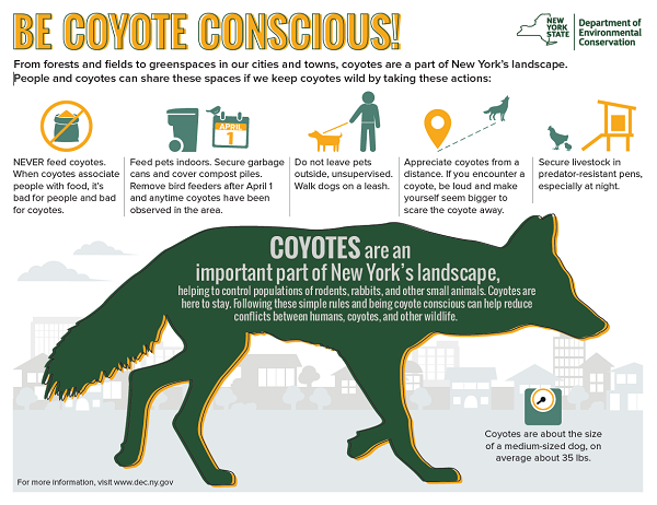 Coyote Conscious Key Points
