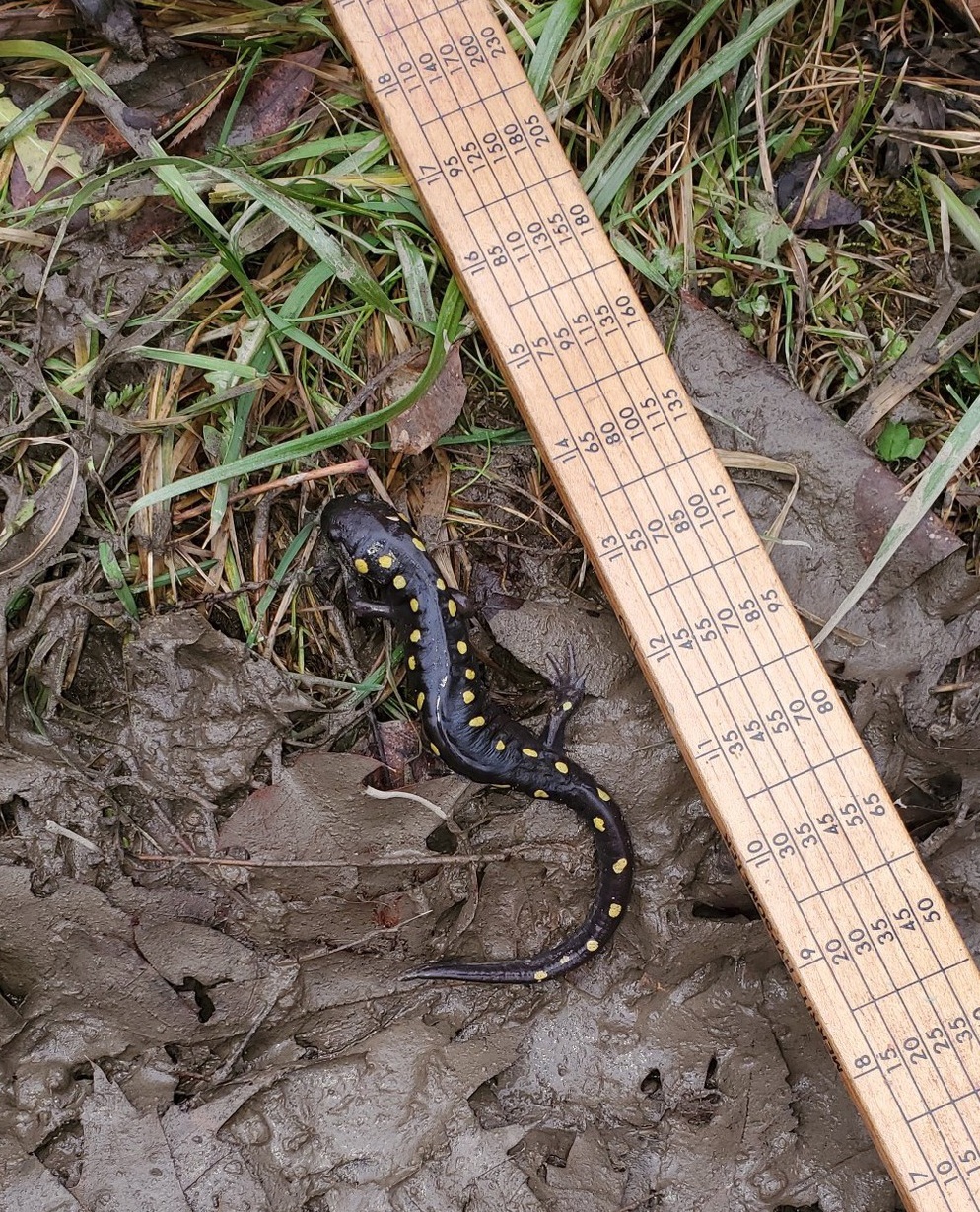 spotted salamander in the dirt with ruler on the right
