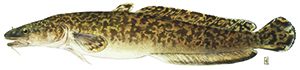 Scientific drawing of a burbot