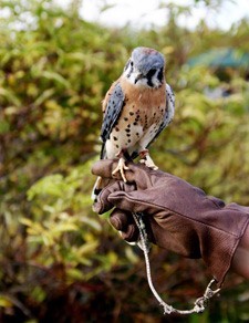 Falcon with handler