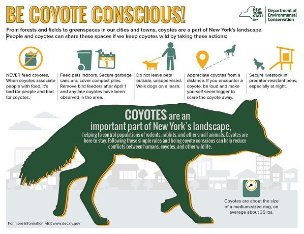 Be Coyote Conscious graphic