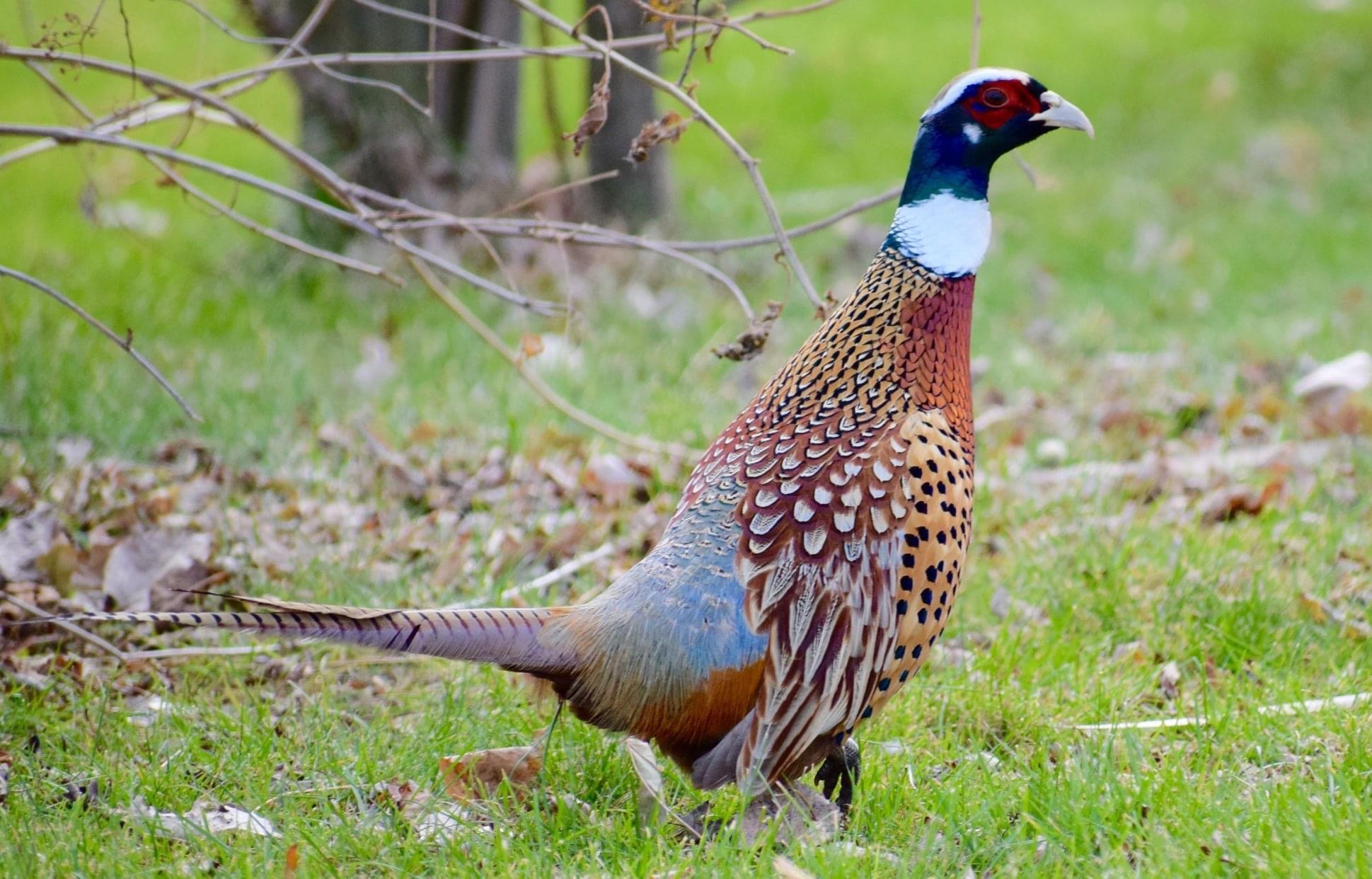 ring-necked pheasant 