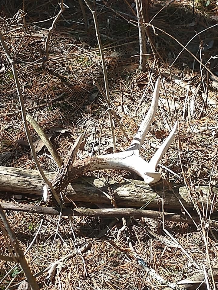shed deer antler in the woods