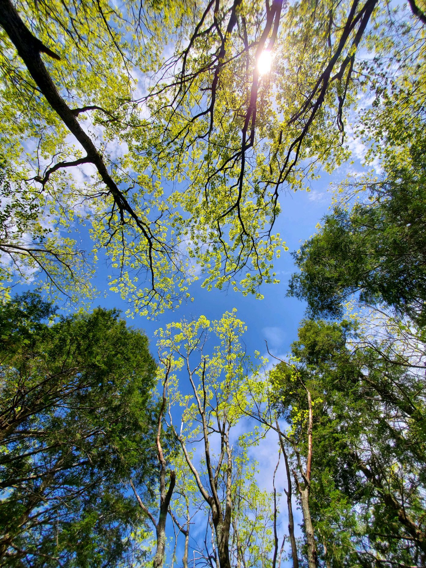 Spring forest canopy on a sunny day