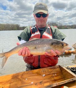 A fish biologist holds an American shad before measuring its length.