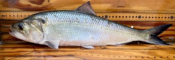 shad on a table with ruler measurement