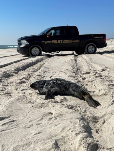 ECO ensuring safety of seal sunbathing at Gilgo Beach in Suffolk County