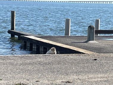 Arctic harp seal on Babylon Village boat ramp