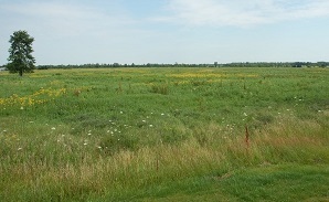 Grassland at Ashland Flats WMA