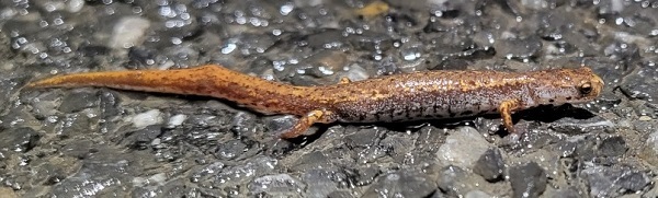 Amphibian Migrations - March 23 Report and Photos; Rain Tonight