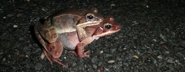 Amphibian Migrations - March 23 Report and Photos; Rain Tonight