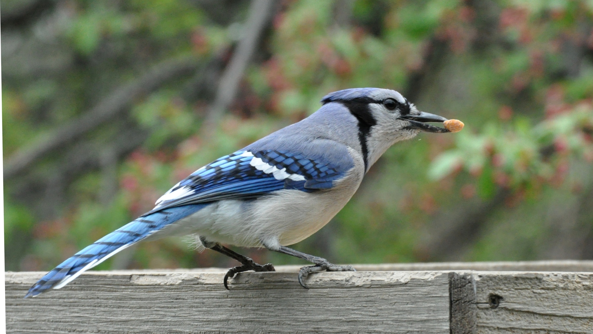 Blue Jay (photo by Scott Stoner)