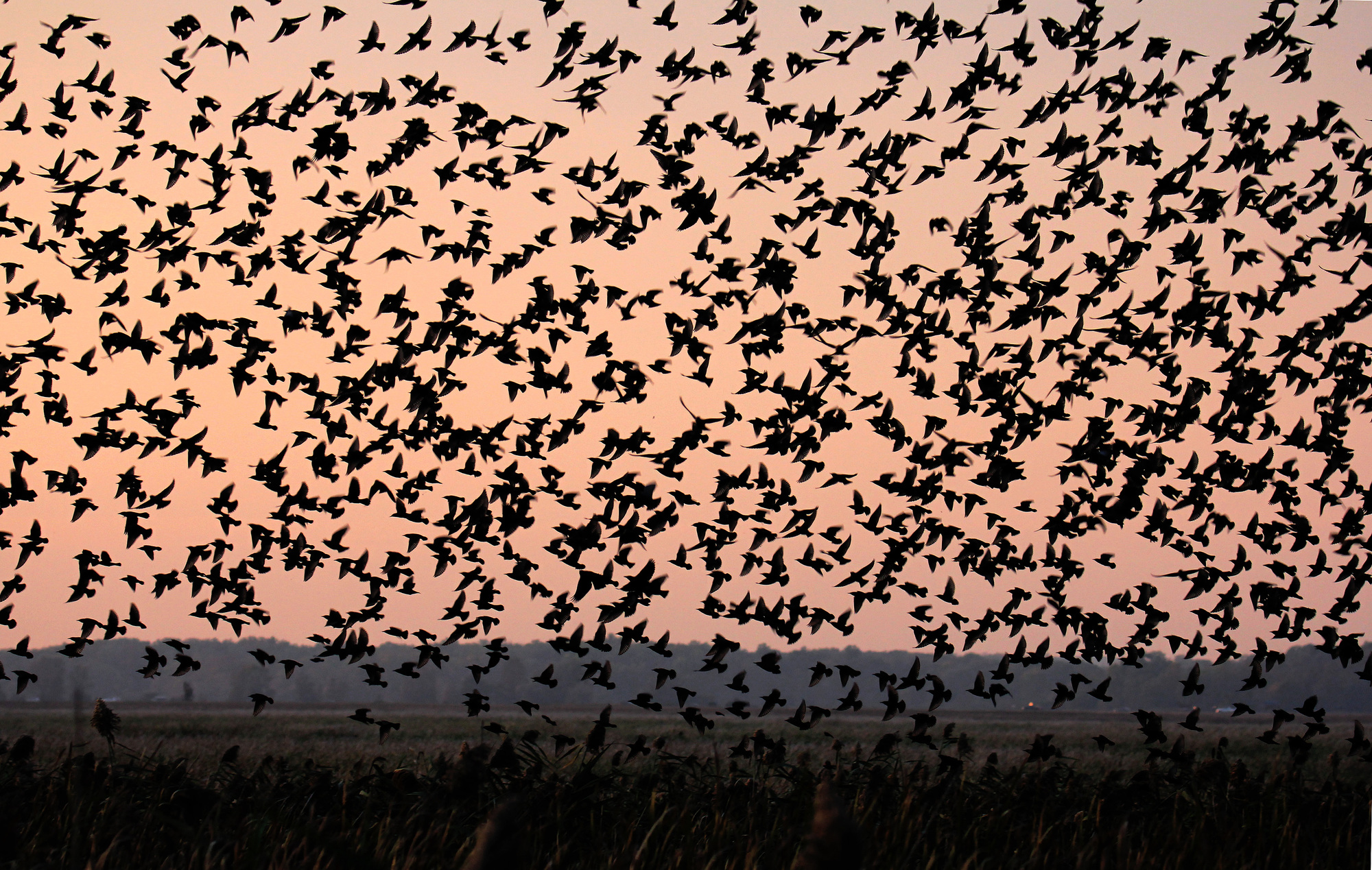 Hundreds of starlings migrating over Montezuma National Wildlife Refuge