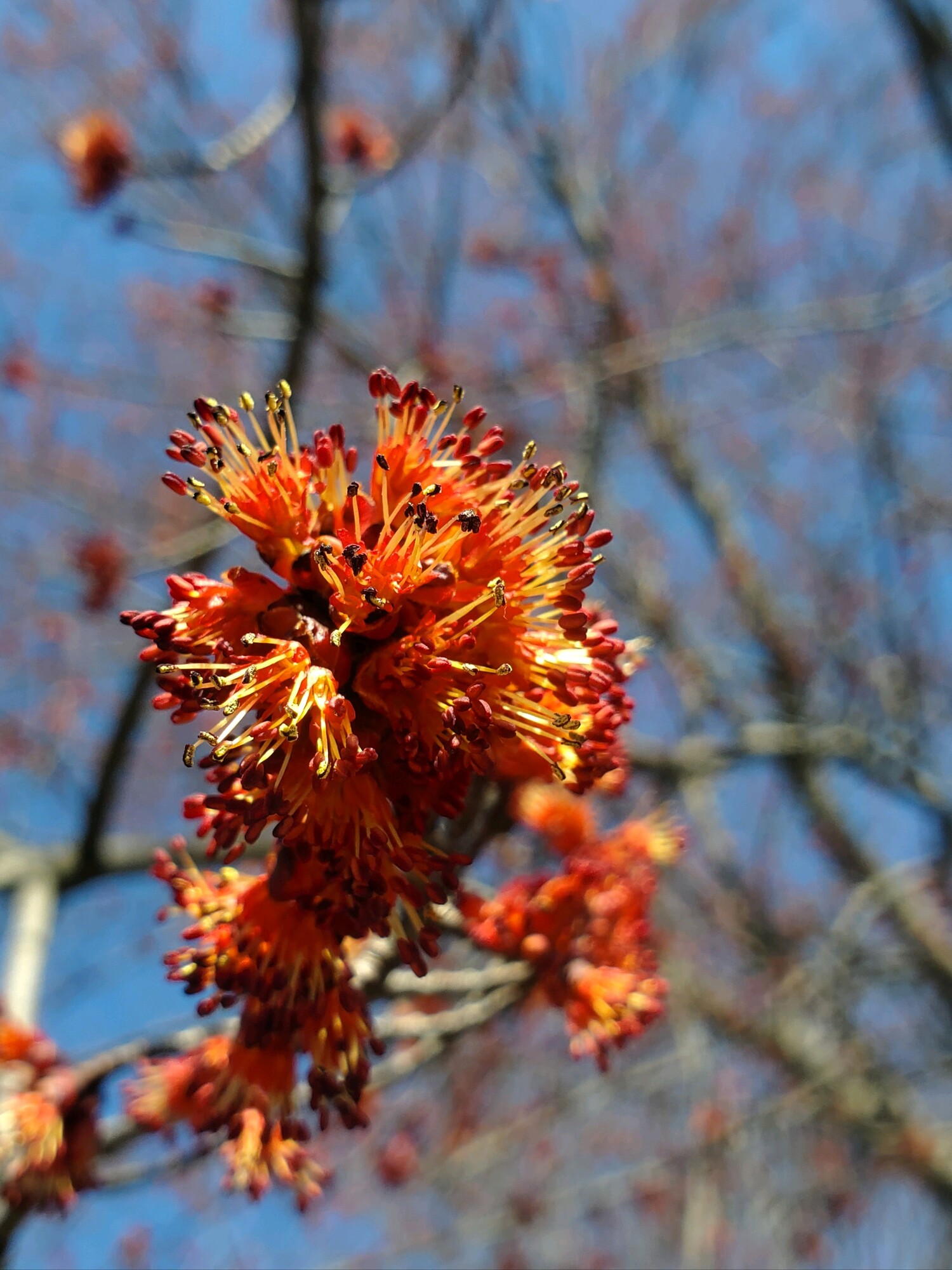 Male red maple flowers