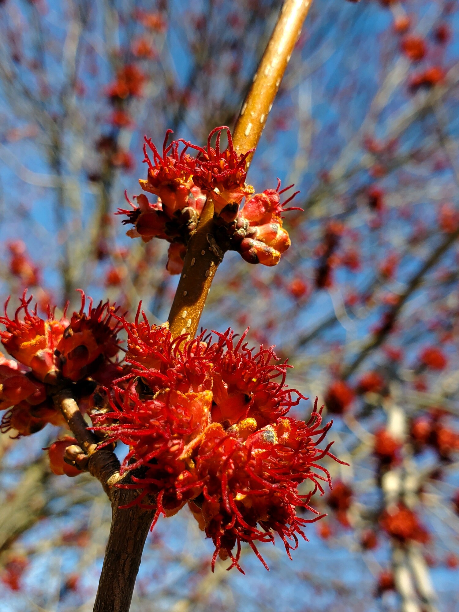 Female red maple flower