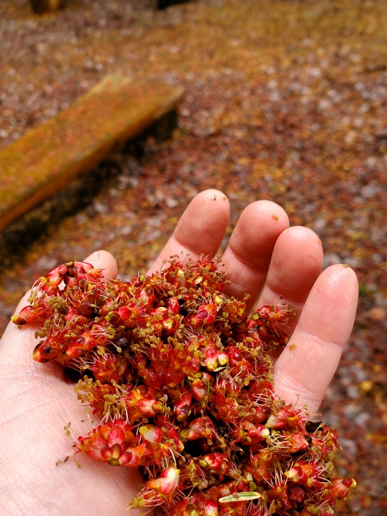 Male red maple flowers after fall to ground- look like red confetti