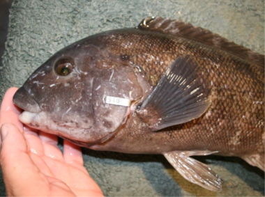 tautog with commercial tag attached
