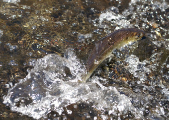 alewife swimming in river 
