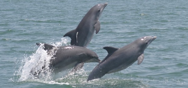 Tamanend's bottlenose dolphin courtesy of NOAA