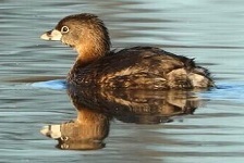 Pied-billed grebe