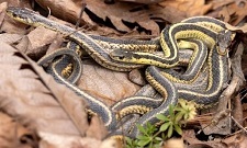 Garter snake