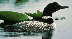 Common loon
