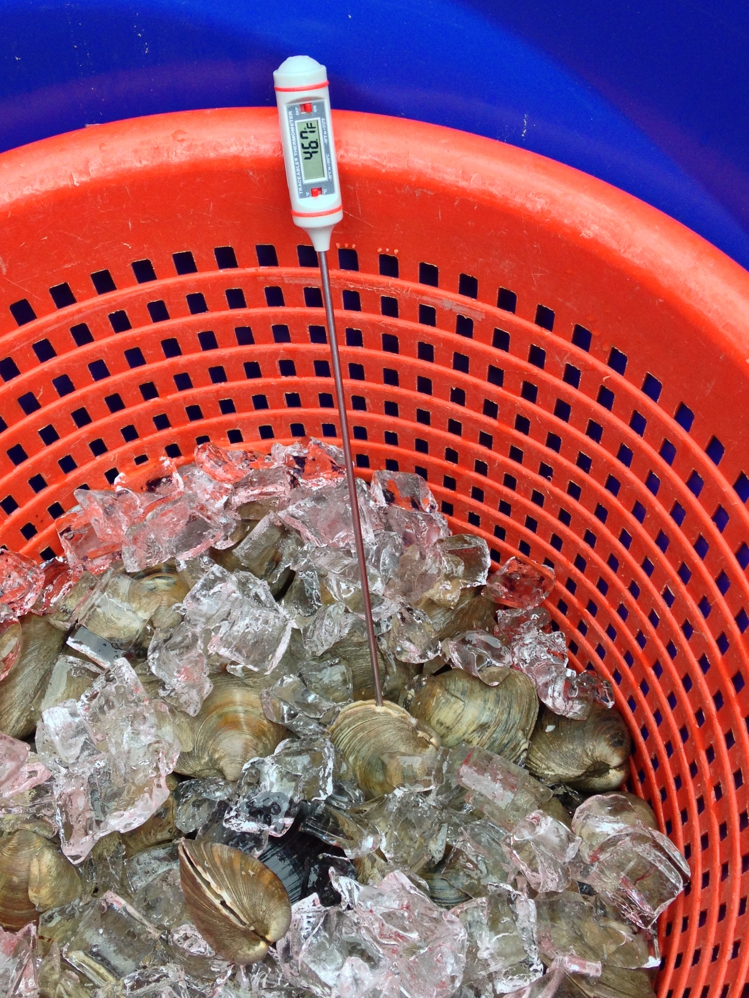 shellfish in a self-draining container with ice to remain cool 