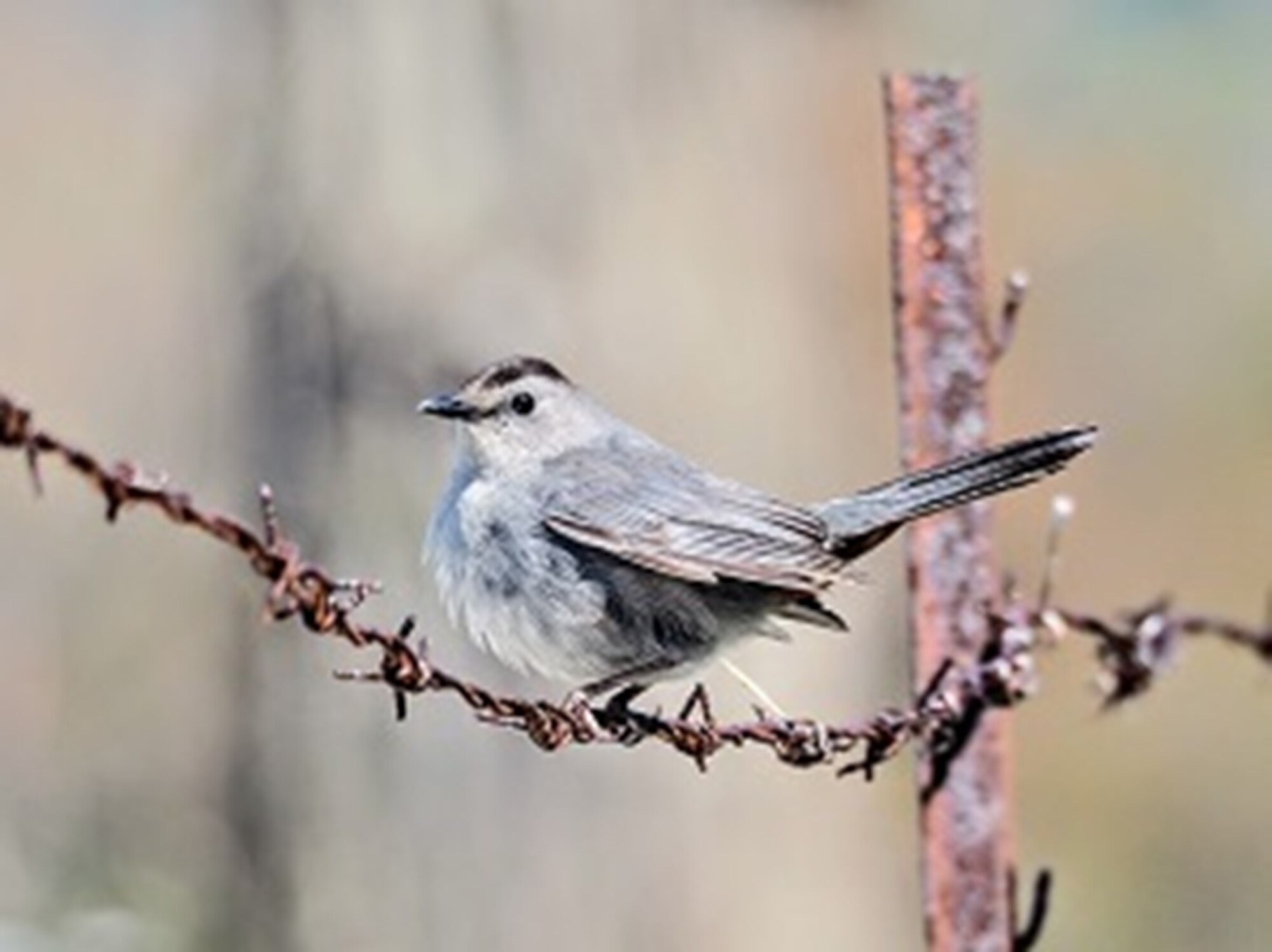 gray catbird