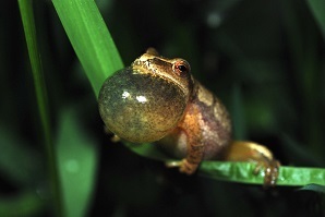 Spring peeper with vocal sac inflated