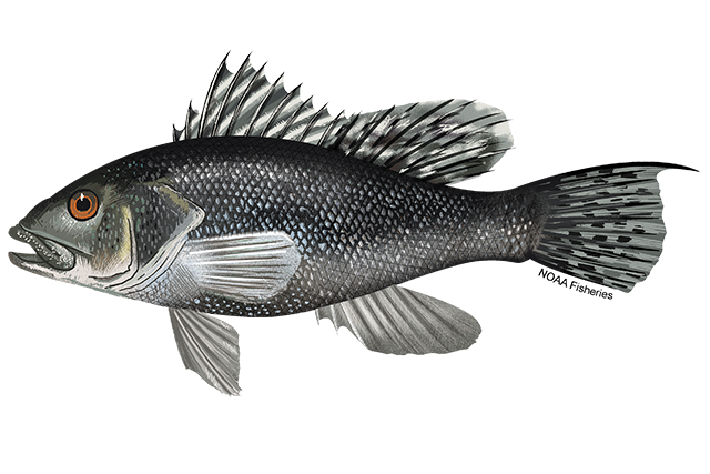 black sea bass illustration