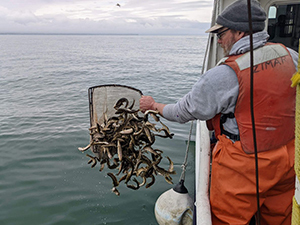 Stocking lake trout into Lake Erie