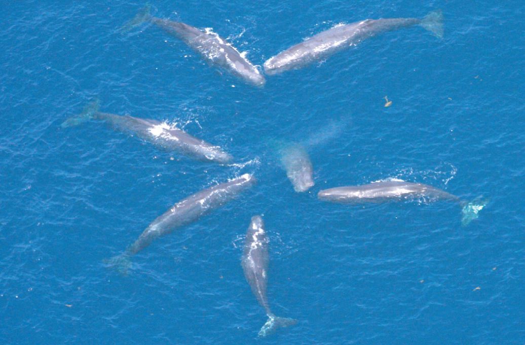 Aerial image of sperm whales in a Rosette Formation (circle)