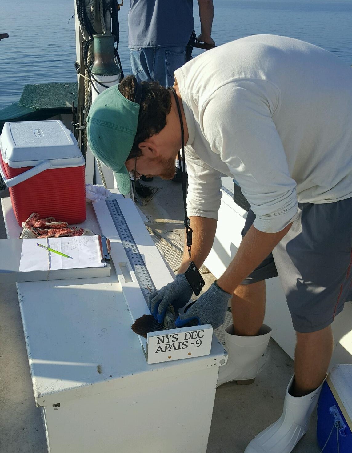 DEC staff measuring fish on a recreational fishing boat