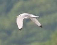 Black-legged kittiwake