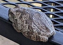 Gray tree frog